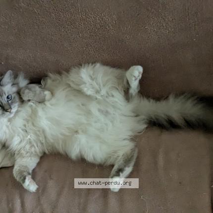 Photo de chat perdu à Lattes