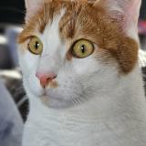 Photo de chat perdu à Heyrieux