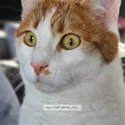 Photo 1/1 Marvel Chat perdu à Heyrieux