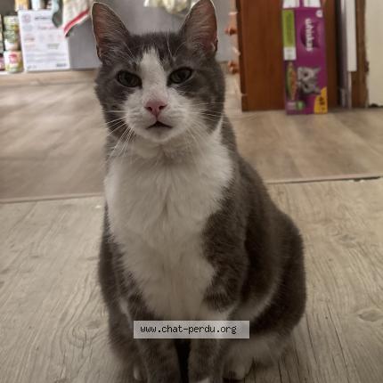 Photo 1/1 Loulou Chat perdu à Lys haut layons