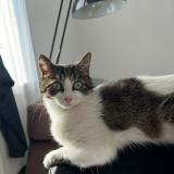 Photo de chat perdu à Plouzane