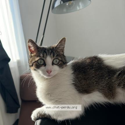 Photo 1/1 Nala Chat perdu à Plouzane