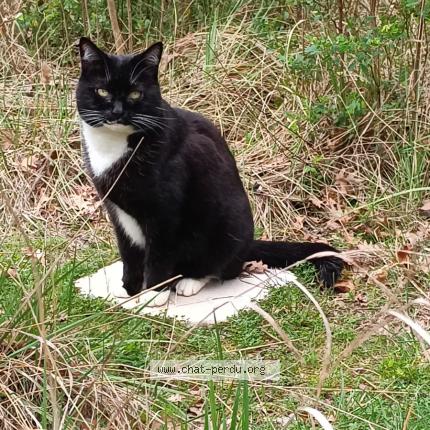 Photo 1/1 Marley Chat perdu à Bedoin