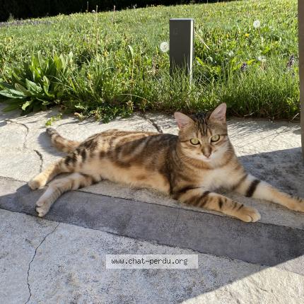 Photo 1/1 Orion Chat perdu à Chaumont