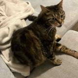 Photo de chat perdu à Blancs Coteaux