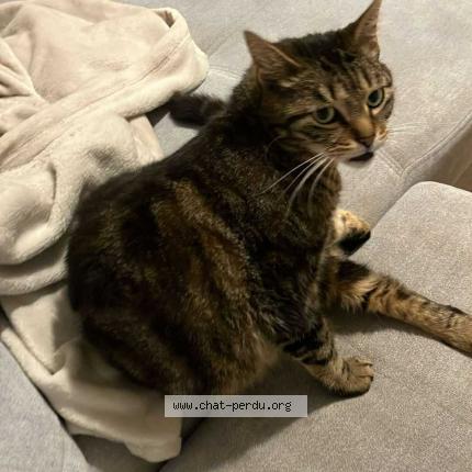 Photo 1/1 ringo Chat perdu à Blancs coteaux