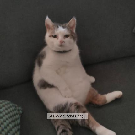 Photo 1/1 Chamallow Chat perdu à Mayenne