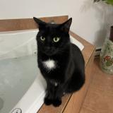 Photo de chat perdu à Montreal