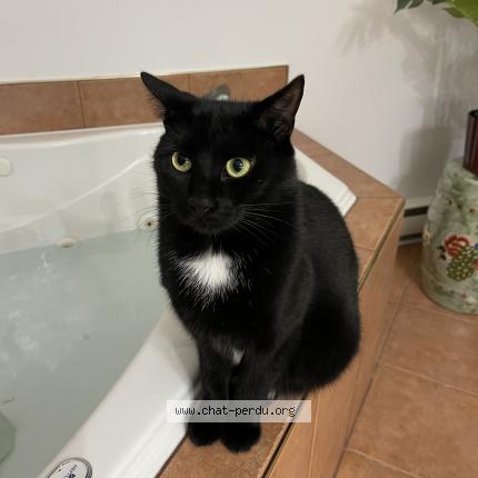 Photo 1/1 Roland Chat perdu à Montreal