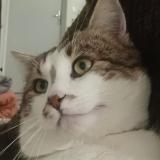 Photo de chat perdu à Nogent Le Roi