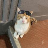 Photo de chat perdu à Troyes