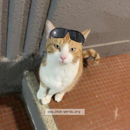 Photo de chat perdu à Troyes