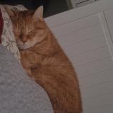 Photo de chat perdu à Fleury Merogis