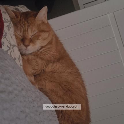 Photo de chat perdu à Fleury Merogis