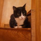 Photo de chat perdu à St Aignan De Couptrain