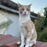 Photo de chat perdu à Attignat