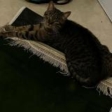 Photo de chat perdu à Paris