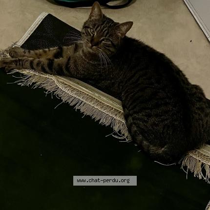 Photo 1/3 Chams Chat perdu à Paris