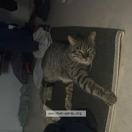 Photo 2/3 Chams Chat perdu à Paris