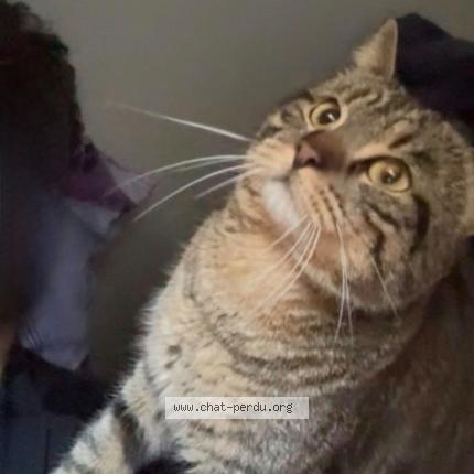 Photo 3/3 Chams Chat perdu à Paris