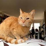 Photo de chat perdu à Smarves