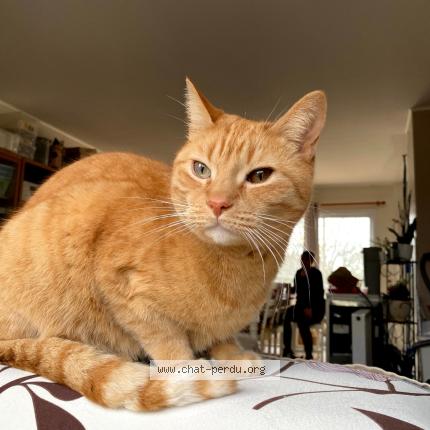 Photo 1/1 Guizmo Chat perdu à Smarves