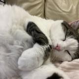 Photo de chat perdu à Souffelweyersheim