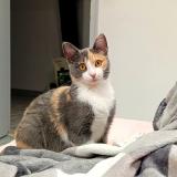 Photo de chat perdu à Autruy Sur Juine