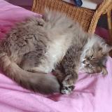 Photo de chat perdu à Albi