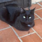 Photo de chat trouvé à Lambesc