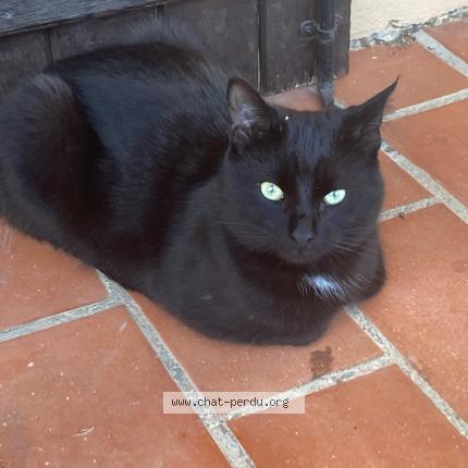 Photo de chat trouvé à Lambesc