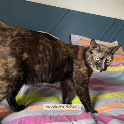 Photo de chat perdu à Angers