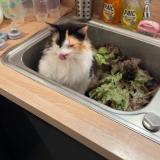 Photo de chat perdu à Chateaurenard