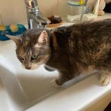 Photo de chat perdu à Oullins