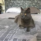 Photo de chat perdu à Paris