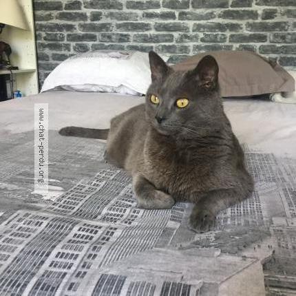 Photo 1/1 Soyeux. Chat perdu à Paris