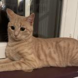 Photo de chat perdu à Taden