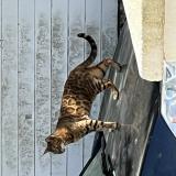 Photo de chat trouvé à Anglet