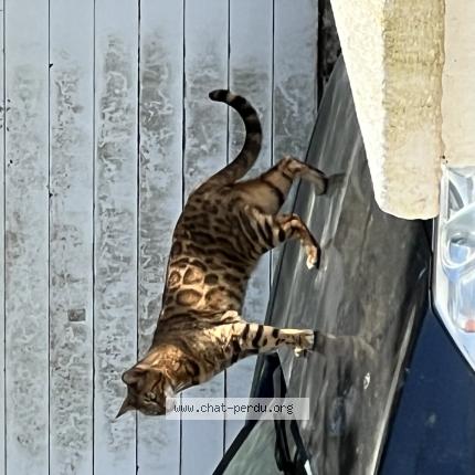 Photo 1/1 Chat trouvé Trouvé à Anglet