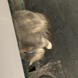 Photo de chat trouvé à Paris 14