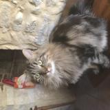 Photo de chat perdu à Mons