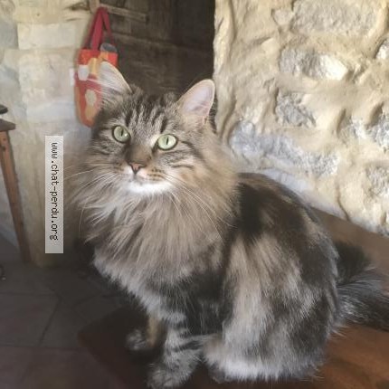 Photo 1/1 Chloé Chat perdu à Mons