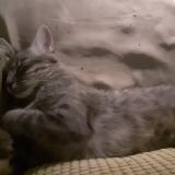 Photo de chat perdu à Cannes