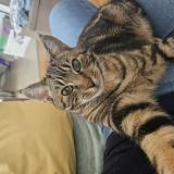 Photo de chat perdu à Nogent Le Rotrou