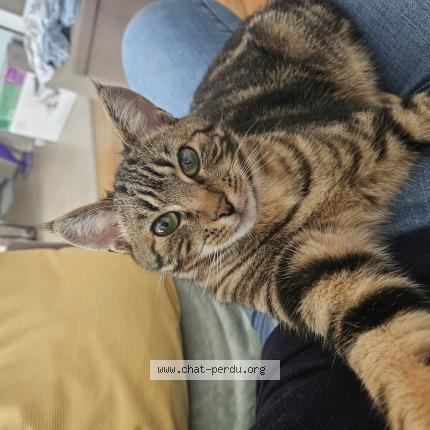 Photo 1/1 Léo Chat perdu à Nogent Le Rotrou