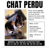 Photo de chat perdu à Lezay