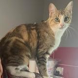 Photo de chat perdu à Vendeuvre Du Poitou