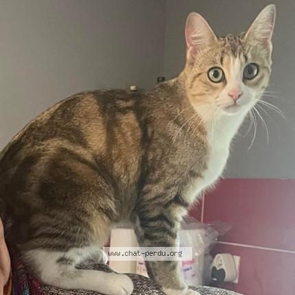 Photo de chat perdu à Vendeuvre Du Poitou