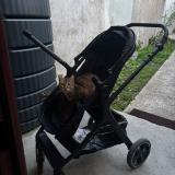 Photo de chat perdu à Bobigny