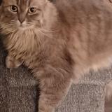 Photo de chat perdu à Abernethy